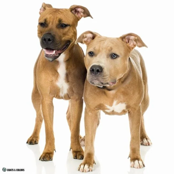 Blue Based Sable comparison black sable