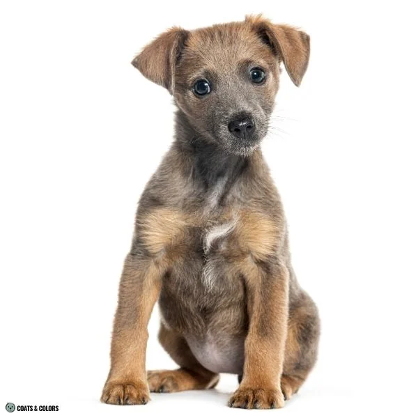 Blue Based Sable comparison lookalikes blue patterned puppy