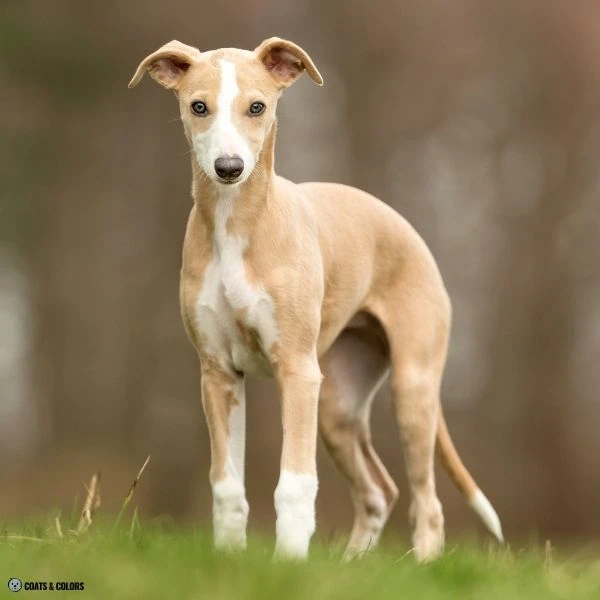 Blue Based Sable cream base color Whippet