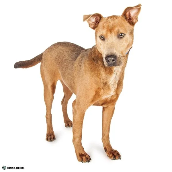 Blue Based Sable dog blue sabling