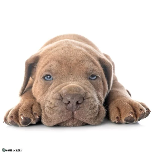 Blue Based Sable puppy nose color
