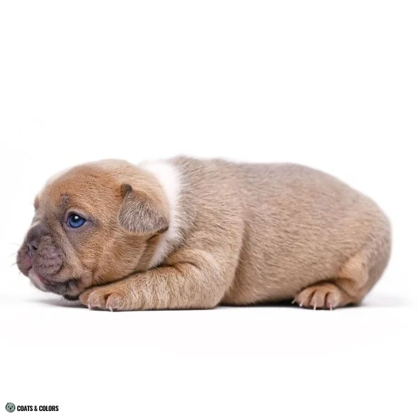 Blue Based Sable puppy overlay