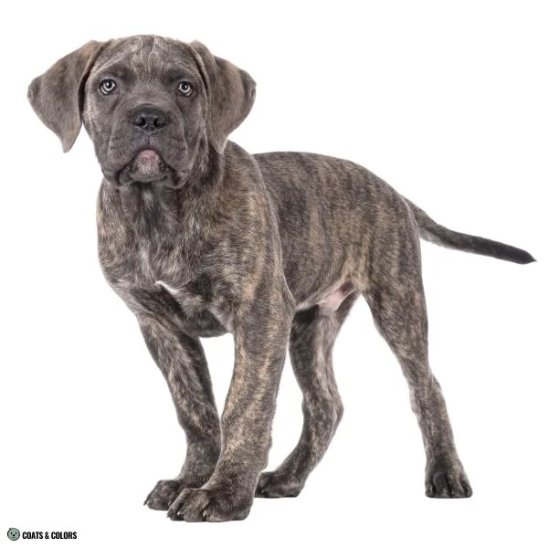 Blue Based Sable variation blue sable brindle
