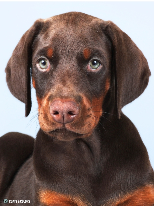 Brown Doberman puppy eyes