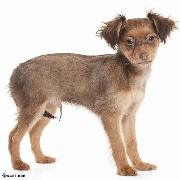 Brown Sable Russian Toy puppy