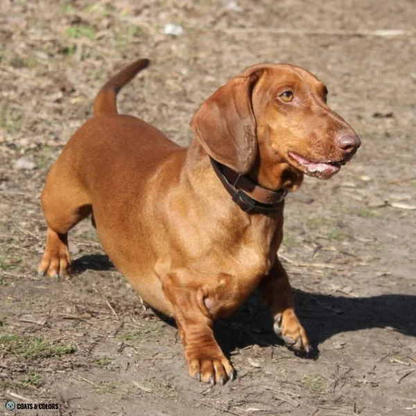Brown Sable