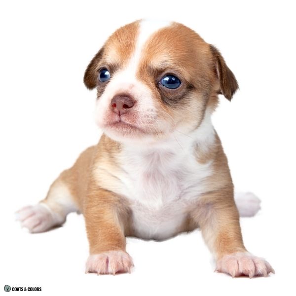 Brown Sable puppy eye shading