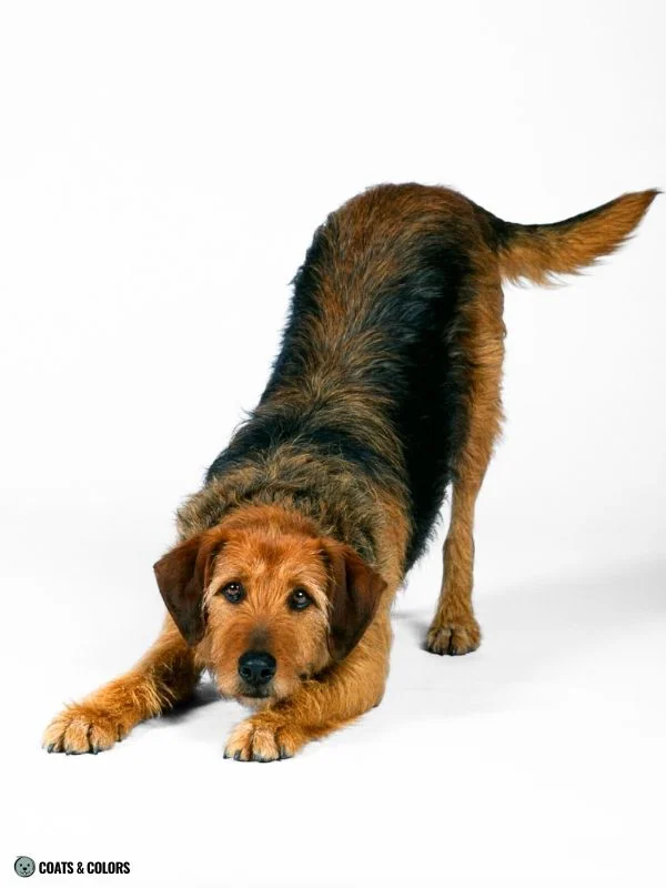 Creeping Tan Airedale