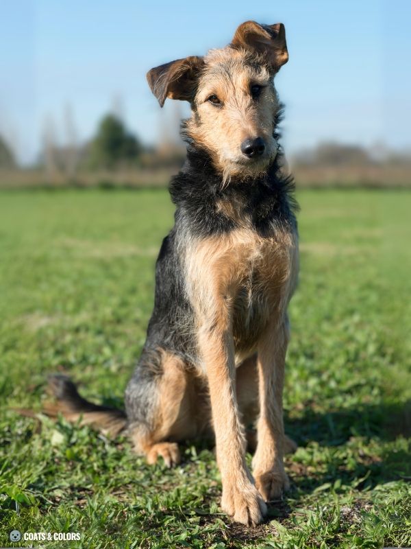 Creeping Tan Airedale