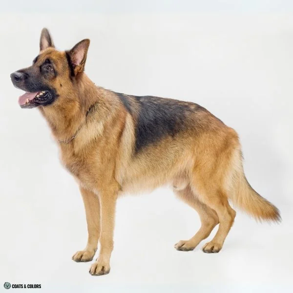 Creeping Tan comparison classic saddle GSD