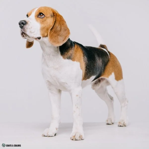 Creeping Tan comparison classic saddle tan Beagle