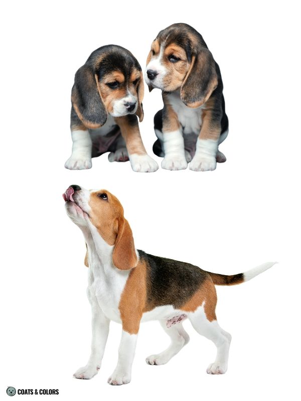 Creeping Tan comparison classic sadle tan beagle puppies