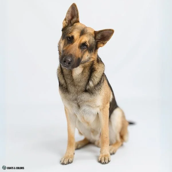 Creeping Tan comparison saddle GSD