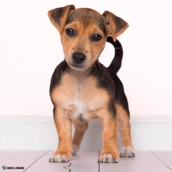 Creeping Tan saddle puppy