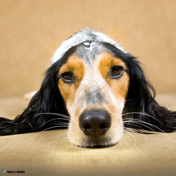 Creeping Tan variation Cocker Spaniel white roan