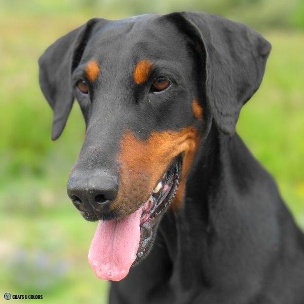 Doberman coat colors black dog nose color