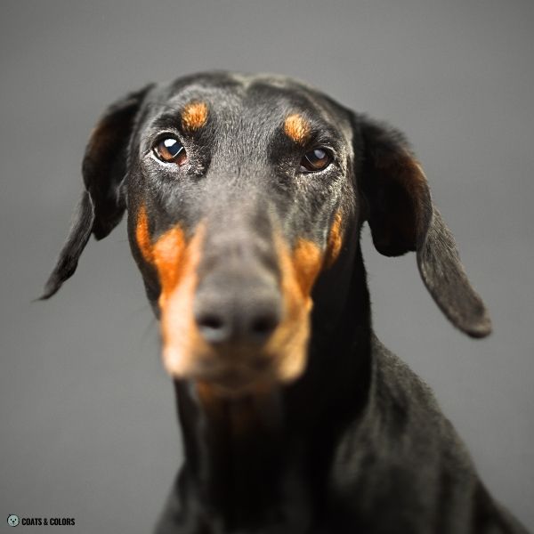 Dobermann Coat Colors black dog eye color