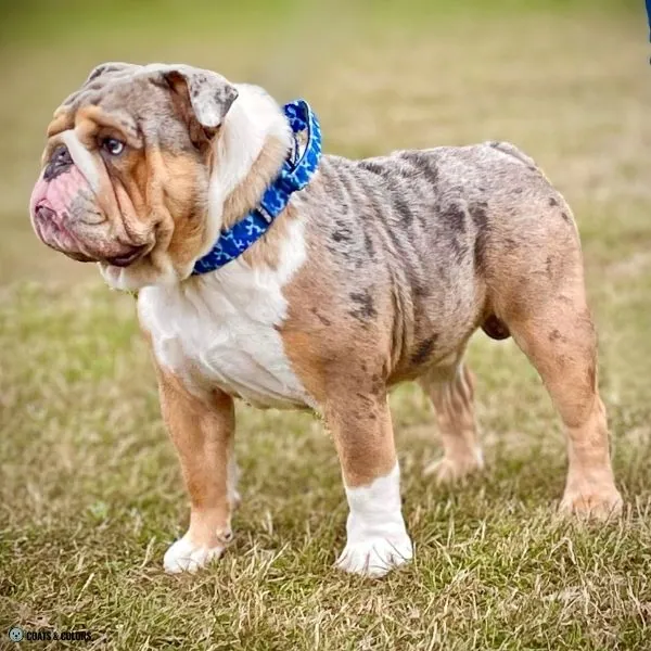English Bulldog