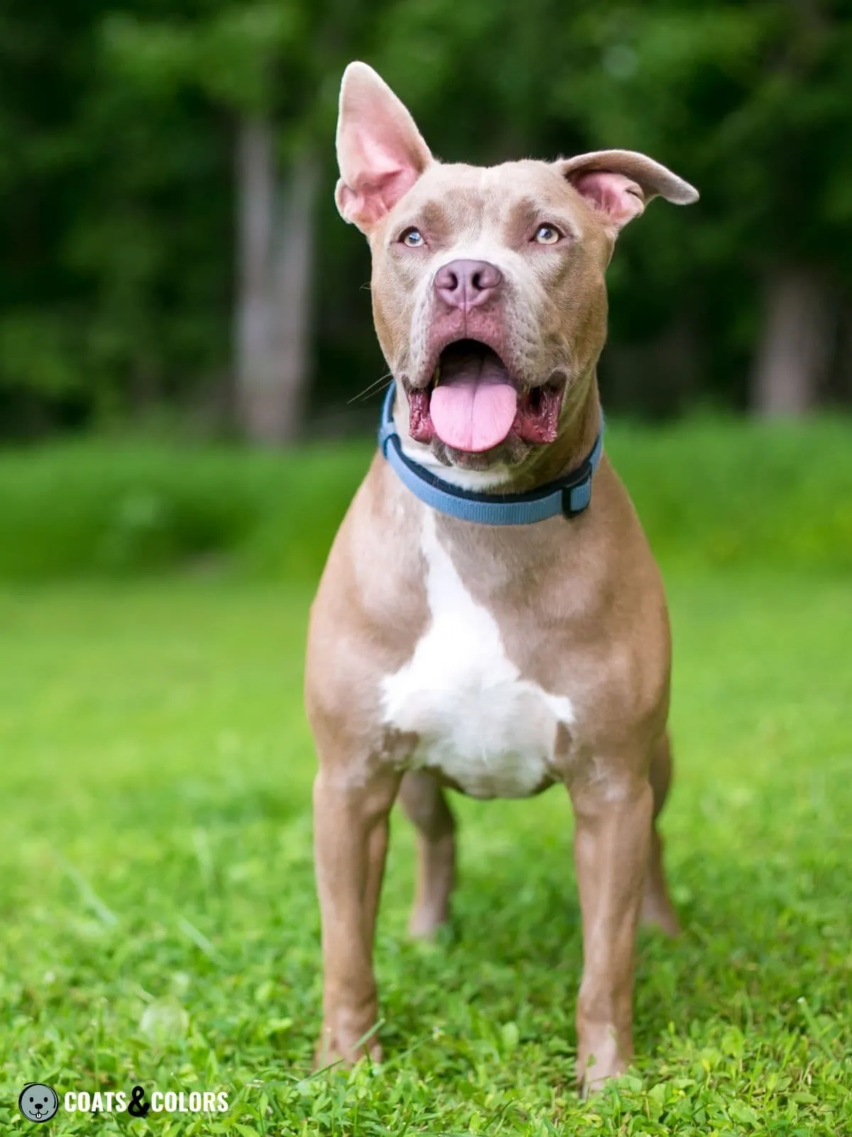 Lilac Fawn pit bull