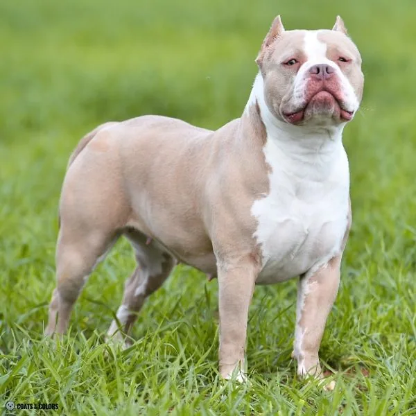 Lilac Sable American Bully