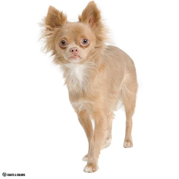 Lilac Sable Chihuahua 2