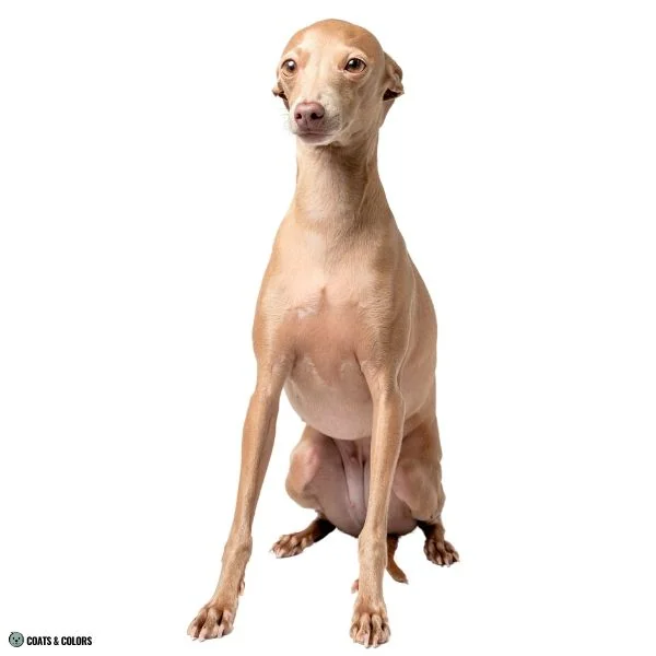 Lilac Sable Italian Greyhound