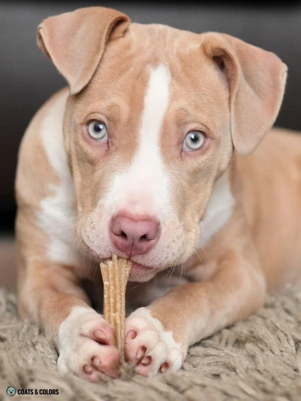 Lilac Sable Pitbull puppy