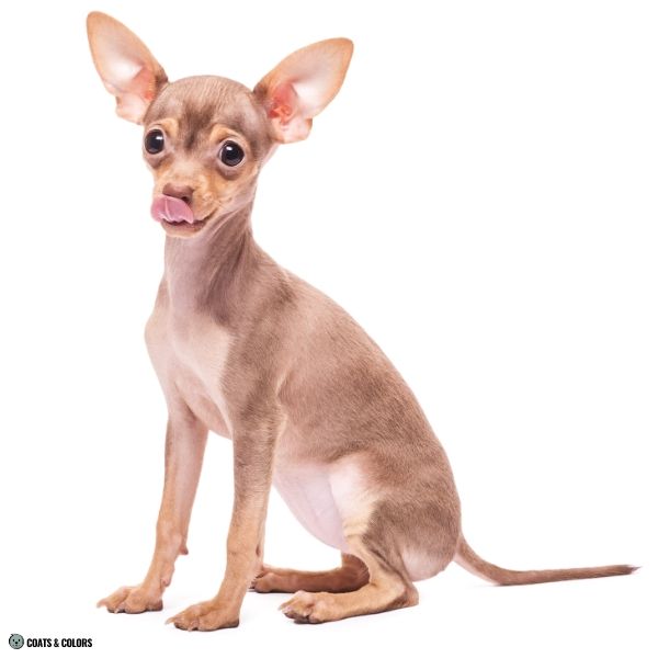 Lilac Sable Russian Toy Terrier
