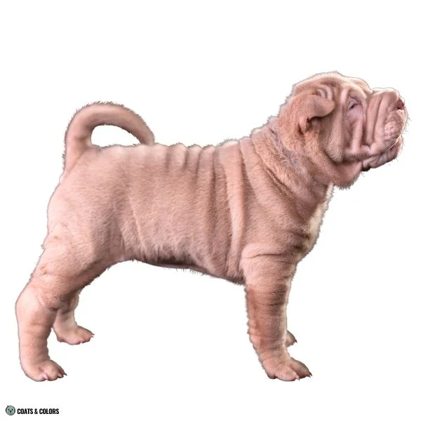 Lilac Sable Shar Pei