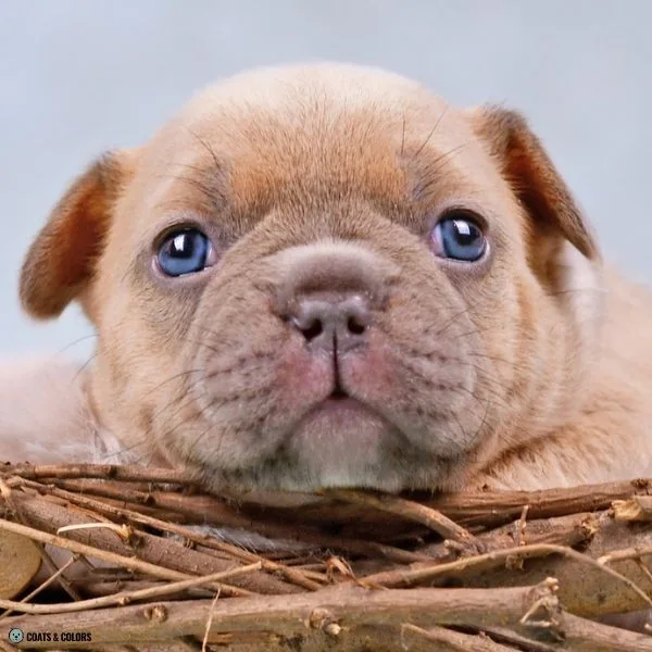 Lilac Sable breed term lilac fawn French Bulldog puppy