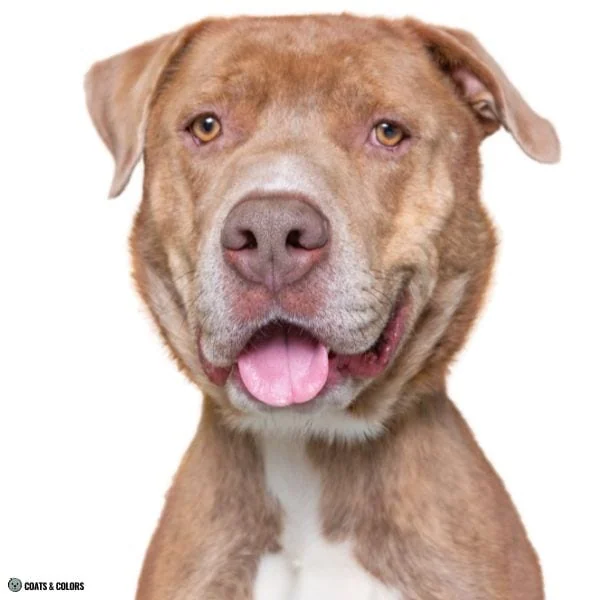 Lilac Sable brindle