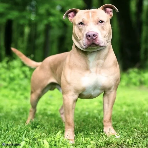 Lilac Sable example dog standing
