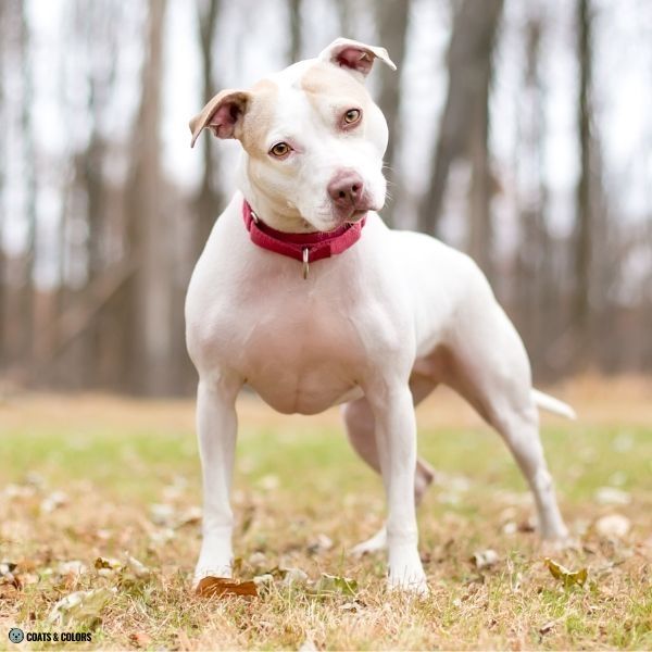 Lilac Sable extended white hooded Pitbull