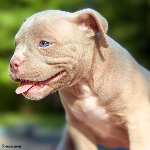 Lilac Sable lilac American Bully puppy