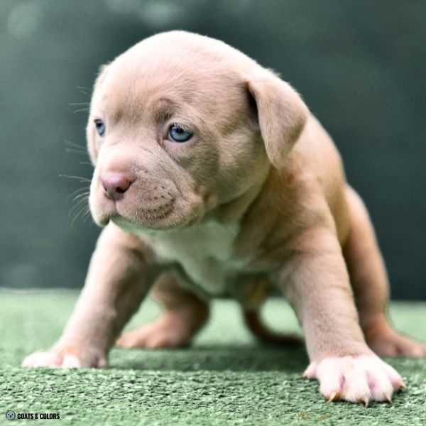 Lilac Sable puppy bully type