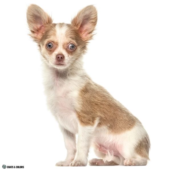 Lilac Sable puppy coat Chihuahua