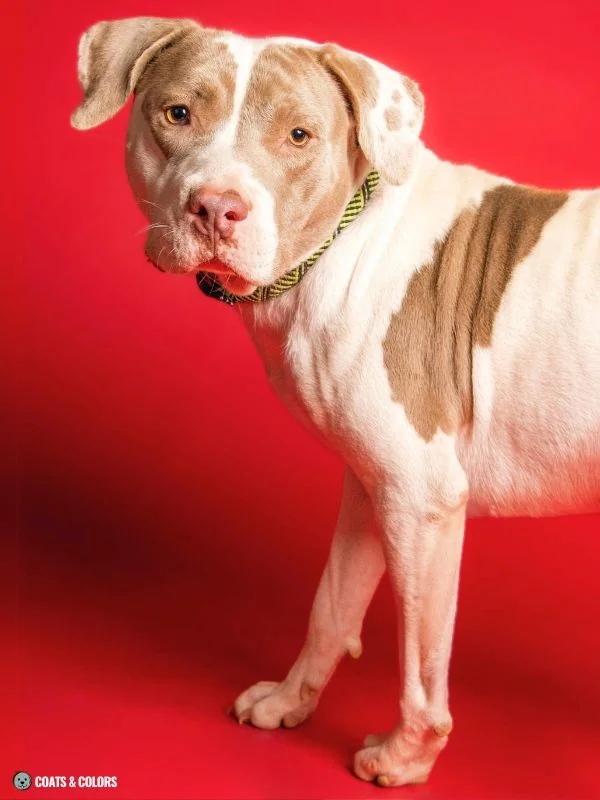 Lilac Sable white markings