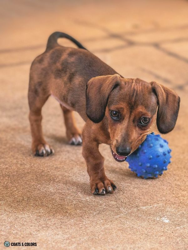 Sable Merle example Dachshund puppy