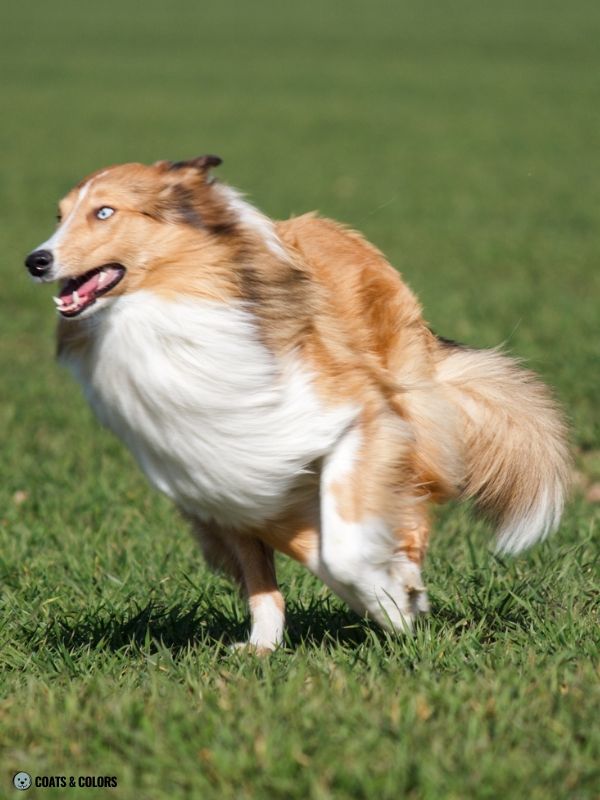 Sable Merle examples blue eye Collie