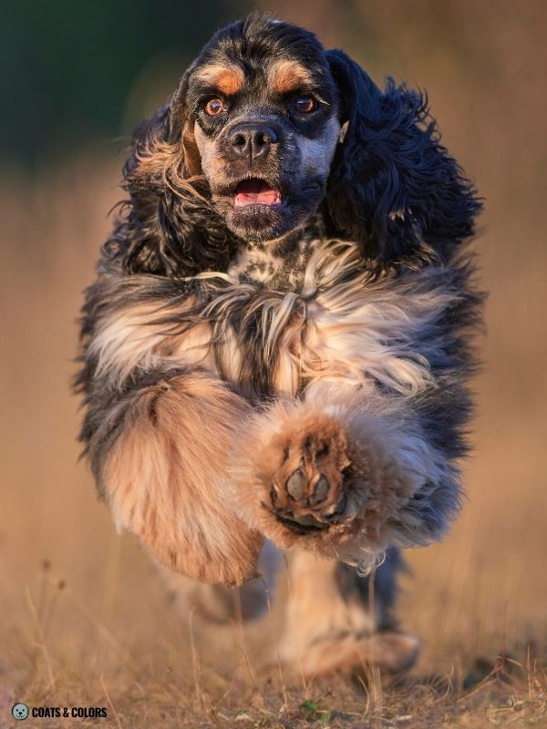 eH Cocker Sable American Cocker Spaniel