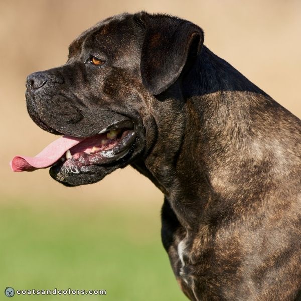 Cane Corso Coat Colors Black brindle