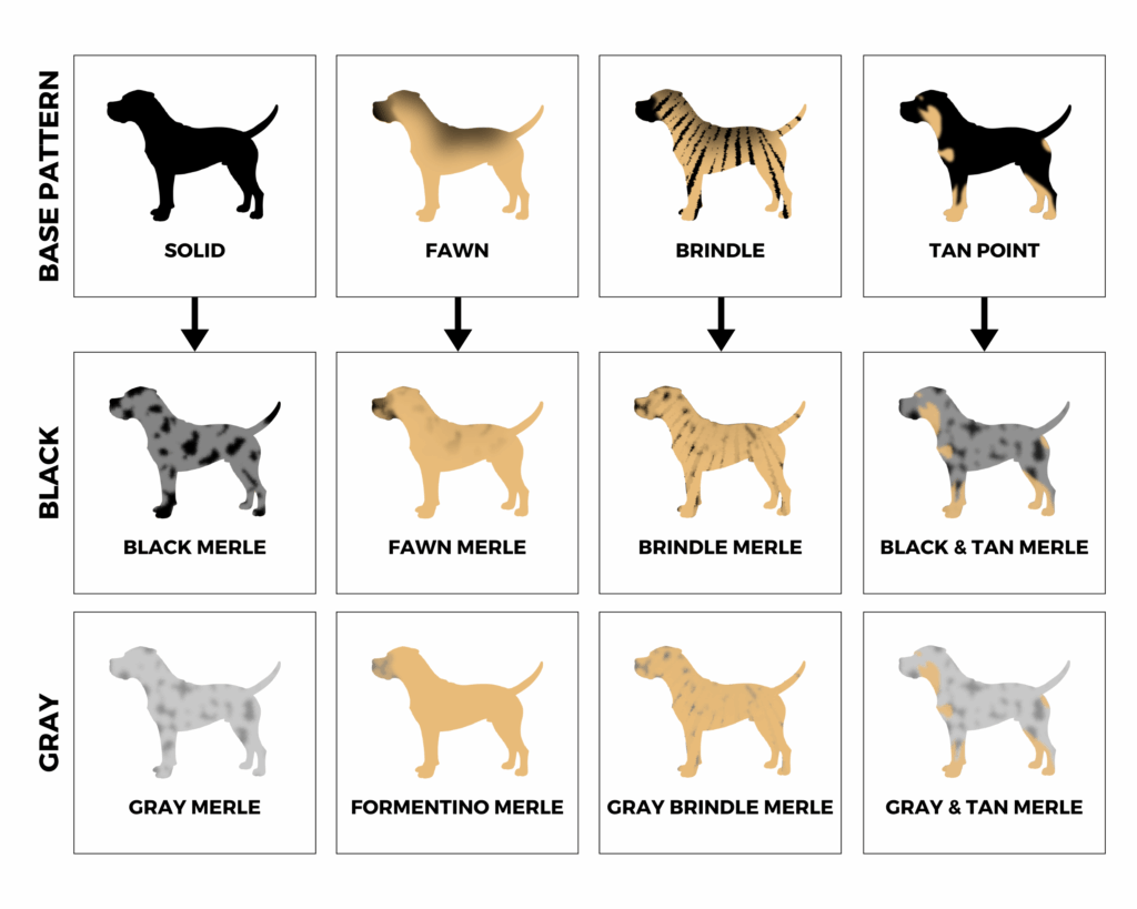 Cane Corso colors Merle patterns