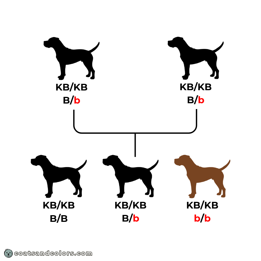Cane Corso colors breeding chart example mismark liver b