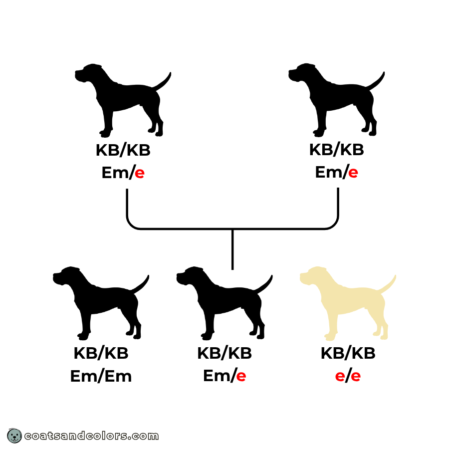 Cane Corso colors breeding chart example mismark straw ee