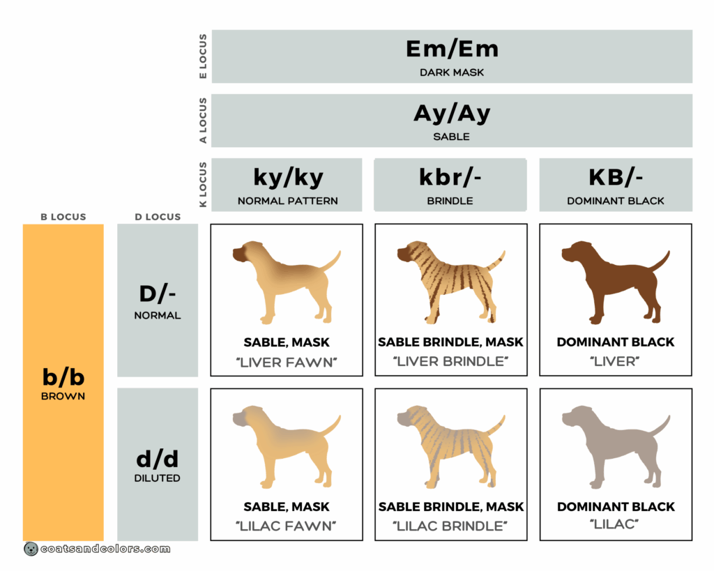 Cane Corso colors chart mismark liver lilac