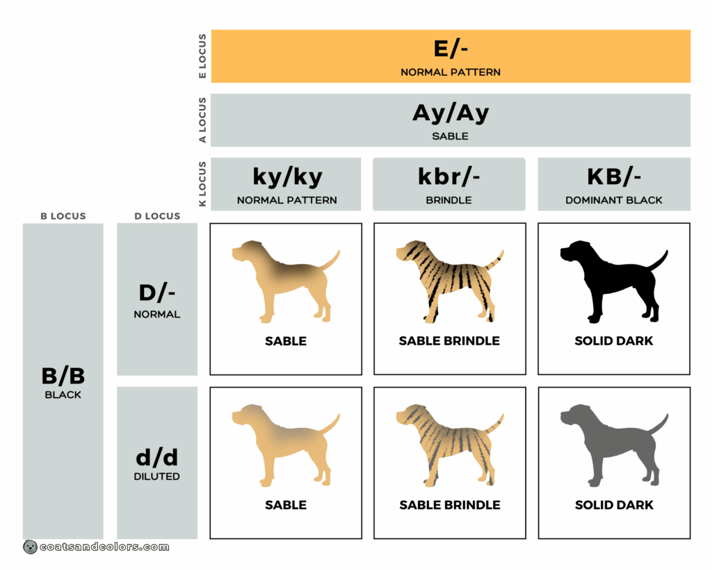 Cane Corso colors chart mismark no mask E