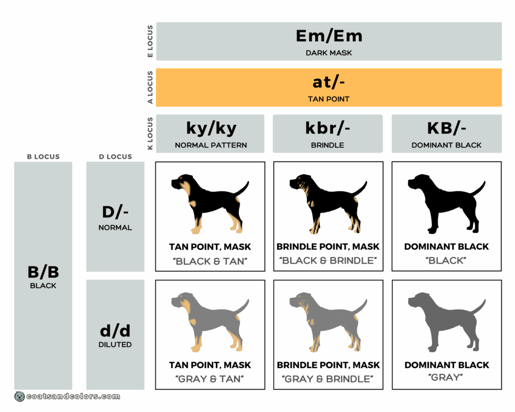 Cane Corso colors chart mismark tan point