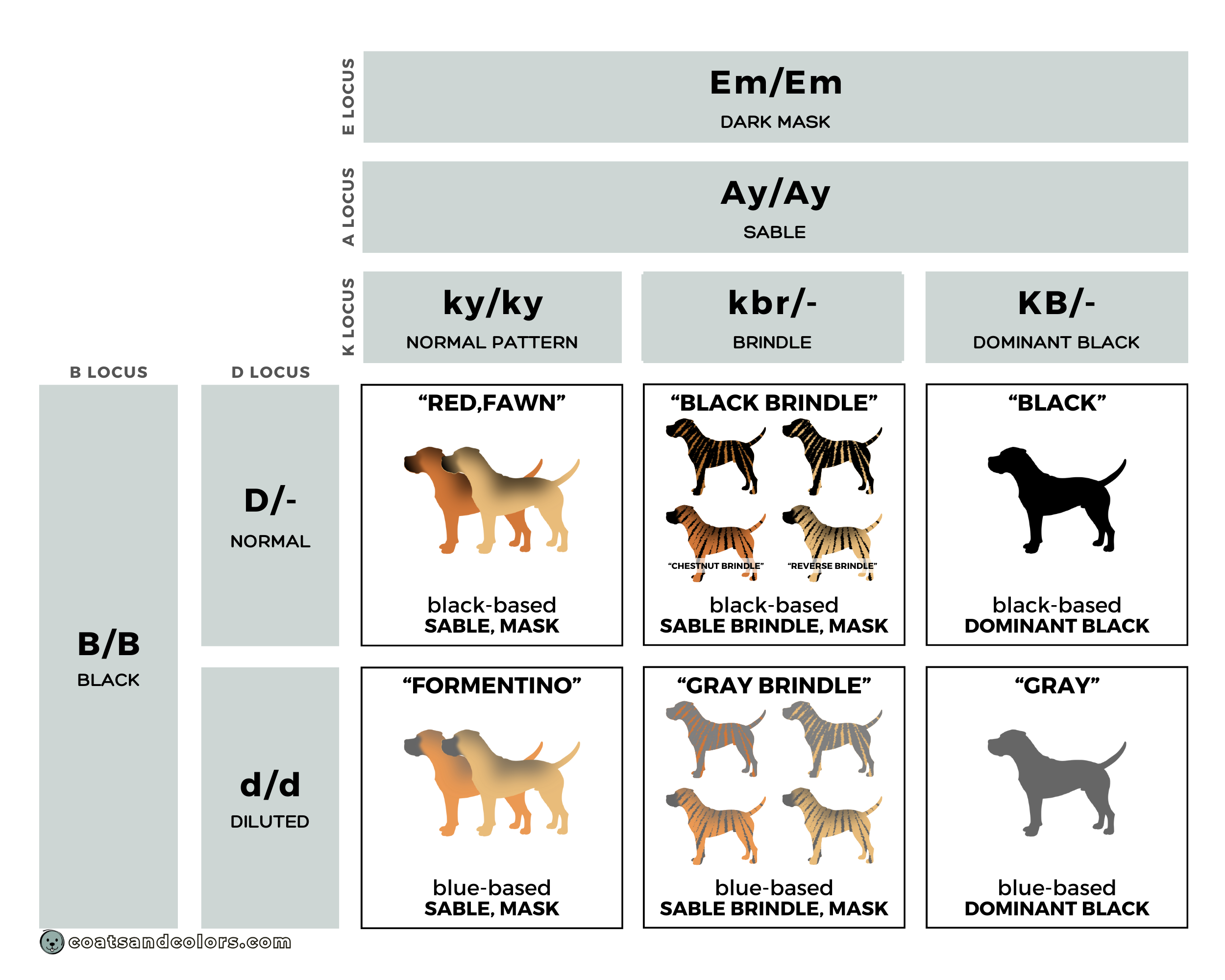 Cane Corso colors chart standard colors detail