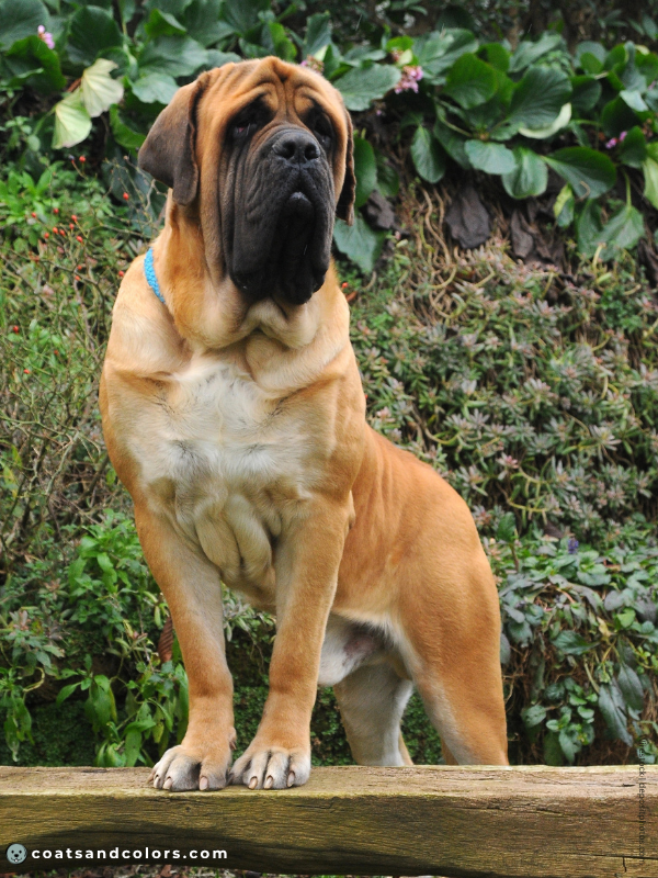 English Mastiff coat colors apricot 2