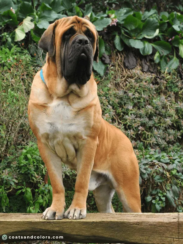 English Mastiff coat colors apricot 2
